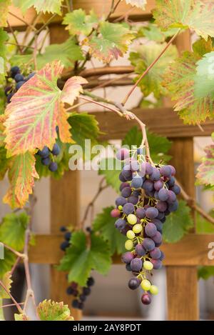 Rote und grüne Trauben auf einer Traube - herbstliche Rebe auf Trellis Stockfoto