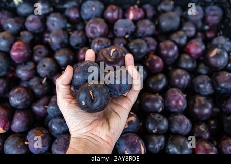 Die Hand des Mannes hält vier Pflaumen auf dem örtlichen Obstmarkt. Leuchtend gelb und orange. Viele andere Pflaumen im verschwommenen Hintergrund. Stockfoto