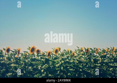 Sonnenblumenfeld im Sommer Stockfoto