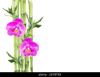 Lucky Bamboo und zwei Orchideenblüten auf weißem Grund Stockfoto