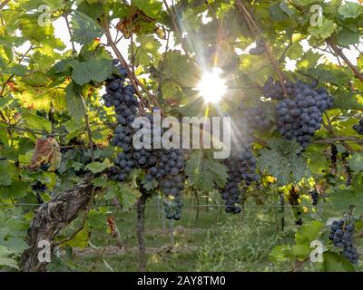 Reif blaue Trauben hängen in der direkte Hintergrundbeleuchtung der Sonne auf den Bush Stockfoto