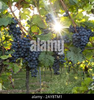 Reif blaue Trauben hängen in der direkte Hintergrundbeleuchtung der Sonne auf den Bush Stockfoto