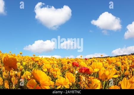 Die prächtigen blühenden Felder der Garten-Butterbecher. Flauschige Wolken über der Blumenpracht. Konzept des Agrotourismus Stockfoto