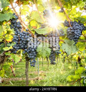 Reif blaue Trauben hängen in der direkte Hintergrundbeleuchtung der Sonne auf den Bush Stockfoto