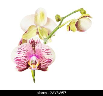 Orchidee blüht isoliert auf weißem Hintergrund Stockfoto