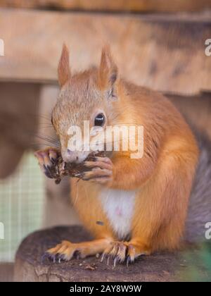 Eichhörnchen nagt Muttern sitzen auf einem Baumstumpf in einem Gehäuse Stockfoto