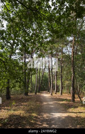 Buurserzand Nature Reserve, Niederlande Stockfoto