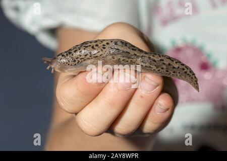 Kind hält eine Tigerschnecke (Nudizweig) in der Hand Stockfoto