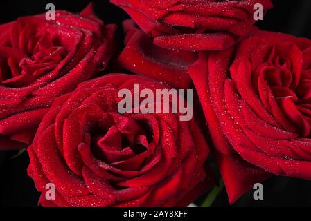 Rote Rosen auf schwarzem Hintergrund Stockfoto