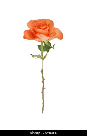 Orange stieg auf Weiß Stockfoto