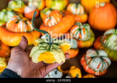 Nahaufnahme der Hand des Mannes, die einen kleinen dekorativen Kürbis aus einer Kiste mit vielen anderen hält. Seltsame Form, leuchtend orange Farbe. Markt für organische Lebensmittel. Stockfoto