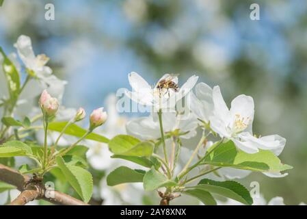 Biene mellifere auf der Blume des apfelbaums Stockfoto