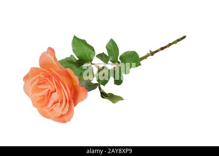 Orange stieg auf Weiß Stockfoto