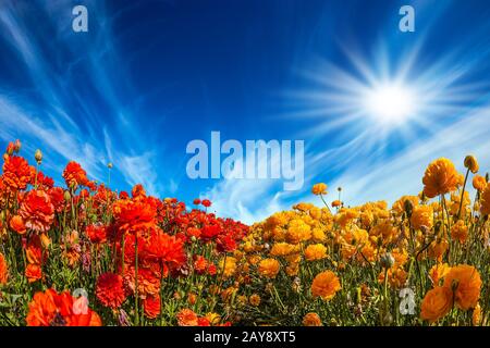 Starker Wind treibt die Zirruswolken an. Die helle Südsonne beleuchtet die Felder des roten Garten-Butterschmalz- Ranunculus. Konce Stockfoto