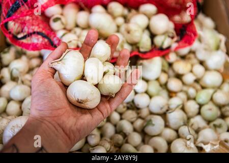 Nahaufnahme von A hatte drei kleine weiße Zwiebeln golding.großer Behälter mit vielen anderen Zwiebeln im Hintergrund. Organische Lebensmittel bilden den lokalen Lebensmittelmarkt. Stockfoto