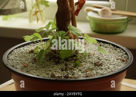 Pflanzenanbau in einem Blumentopf mit Erde, in dem der natürliche Zeolith hinzugefügt wird. In der Wohnung wachsende junge Sprossachsen aus süßduftendem Geranium. Stockfoto