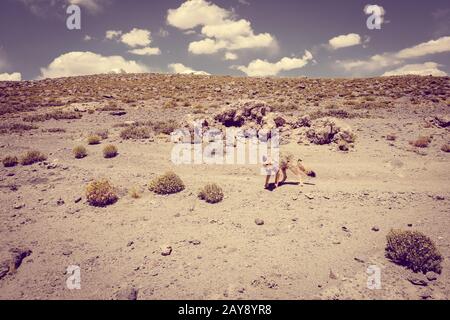 Red Fox im Altiplano Wüste, sud Lipez reserva, Bolivien Stockfoto