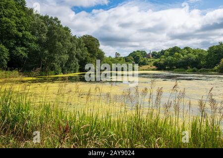 Vegetation und Teich in der Nähe der Admissions Hut in Lyme Park, Disley in Cheshire, Großbritannien Stockfoto