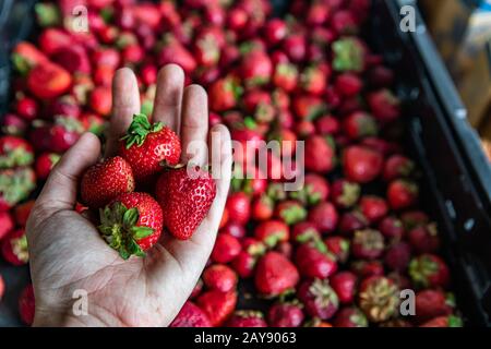 Man hält vier plumple Erdbeeren, die aus einem Plastikbehälter entnommen wurden. Obstmarkt vor Ort, frisches Obst und Gemüse. Verschwommener Hintergrund. Stockfoto