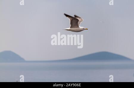 Meeresgull, der über dem Meer mit Hügeln im Hintergrund fliegt Stockfoto