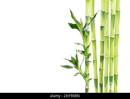 Lucky Bamboo auf weißem Hintergrund Stockfoto