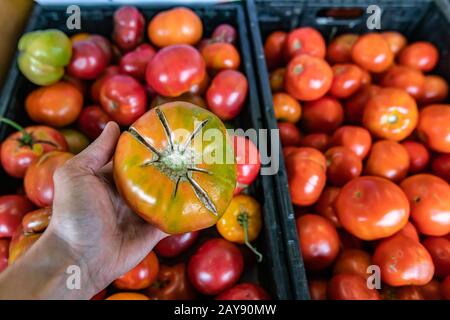 Halten Sie eine reife Tomate mit Schnitten auf der Haut von einem Haufen. Andere Tomaten im verschwommenen Hintergrund. Verkauf auf dem lokalen Lebensmittelmarkt. Stockfoto