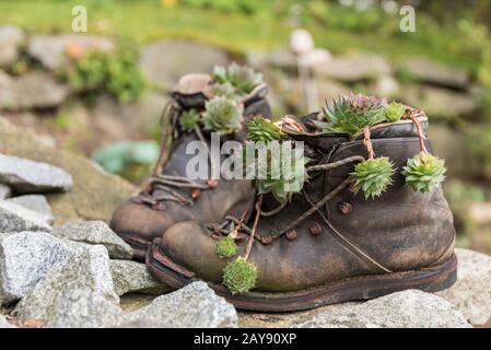 Alte Wanderschuhe dekorativ gepflanzt - Upcycling Stockfoto