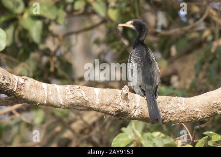 Long-tailed Kormoran, auf einem dicken Ast eines großen Baumes an den Ufern des Nil sitzt Stockfoto