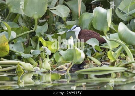 African jacana, die im seichten Wasser steht mit Blättern von Wasserpflanzen am Ufer des Lake Victoria Stockfoto