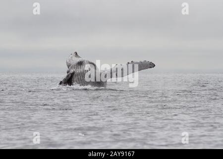 Wal Buckelwal springen aus dem Wasser des Pazifischen Ozeans in den Gewässern der Kommandanten Inseln Stockfoto