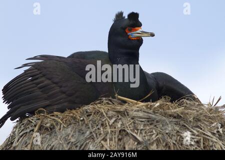 RED-FACED CORMORANT in einem Nest in einem bedrohlichen darstellen Stockfoto