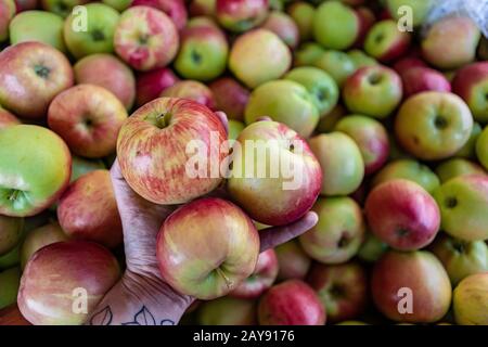 Die Hand des Mannes hält drei Pflaumenäpfel, die aus einem Behälter auf dem örtlichen Obstmarkt gepflückt wurden. Leuchtend grün und rot. Viele andere Äpfel im Hintergrund. Stockfoto