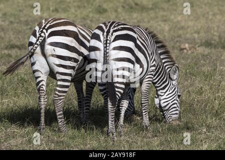 Zwei Zebras stehen nach hinten, die Weiden in der Savanne in der trockenen Jahreszeit Stockfoto