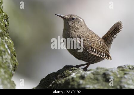 Männliche WINTER WREN sitzen auf den Felsen in der Nähe von seinem Nest im Sommer Stockfoto