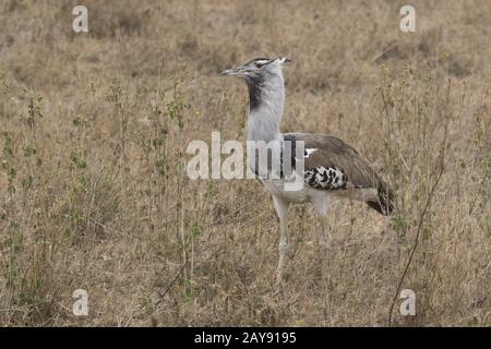 Kori Bustard ansehen unter den trockenen Gräsern und Sträuchern mit Beeren in der Savanne Stockfoto