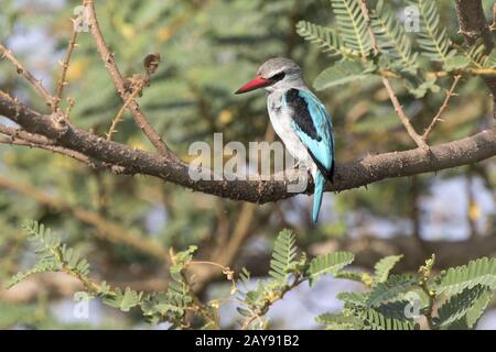 Woodland Kingfisher, die auf einem Ast über dem Wasser sitzt und schaut, den Kopf nach unten Stockfoto