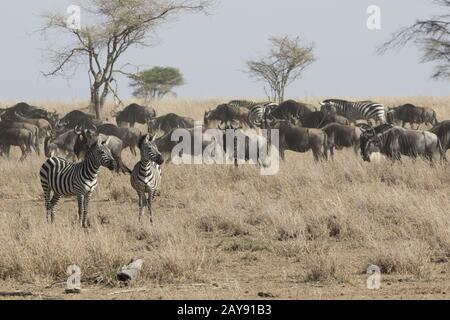 Zwei Zebras, starrte in die Entfernung stehen in einer trockenen Savanne neben der Verabschiedung der Herde von Gnus und zebras Stockfoto