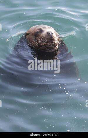 Männliche Seelöwen im Meer Wasser in der Nähe der Ufer auf einem sonnigen Tag Stockfoto