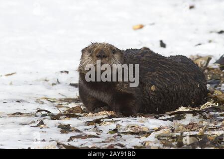 Sea Otter, die am Strand im Sand liegt an einem Wintertag Stockfoto