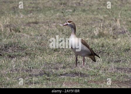 Nilgans ansehen unter den niedrigen Rasen am Ufer des Sees an einem heißen Tag Stockfoto