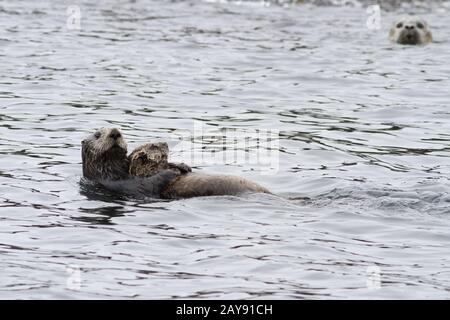 Weibliche Sea Otter mit einem Kalb, das schwimmt entlang der Küste Stockfoto