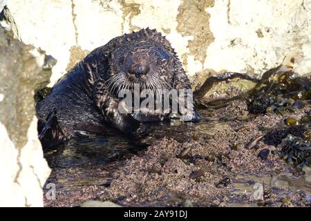 Sea Otter nahm eine defensive im flachen Wasser im Winter Ebbe darstellen Stockfoto