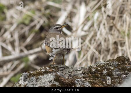 Eyebrowed Thrush sitzen auf einem Felsen in der Nähe der Hügel in der Tundra im frühen Frühjahr Stockfoto