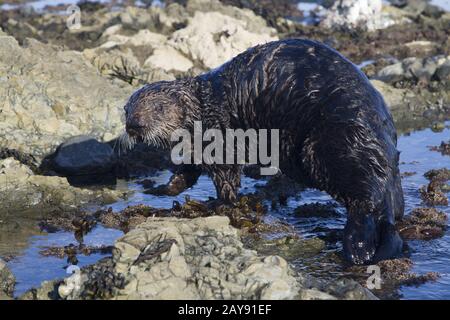 Sea Otter, Wanderungen entlang der flachen Wasser auf das Wasser an einem sonnigen Tag im Winter Stockfoto