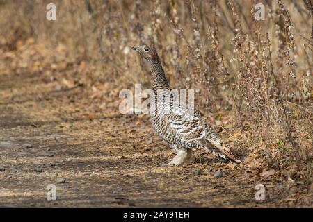 Eine weibliche Schwarze-billed Auerhahn stehen auf der Straße von einem Waldweg im Herbst Wald Stockfoto