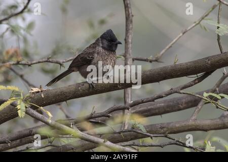 Red-vented Bulbul, die auf eine Niederlassung eines kleinen Baum am Rande eines Waldes sitzt Stockfoto