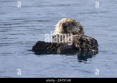 Die welpen von der Sea Otter schwimmend auf dem Frühling sonnigen Nachmittag in der Nähe der Insel Bering Stockfoto