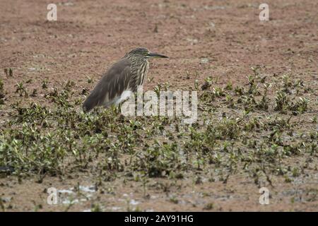 Indische Teich Heron in einem Winter Dress, die im seichten Wasser von einem kleinen Teich sitzt im Nationalpark von Bharatpur Stockfoto