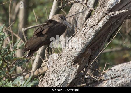 Hamerkop, die auf eine Niederlassung eines trockenen Baum am Ufer des Lake Victoria sitzt Stockfoto