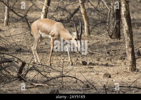 Männliche indische Gazelle oder chinkara, Spaziergänge durch einen Busch Wald an einem Wintertag Stockfoto